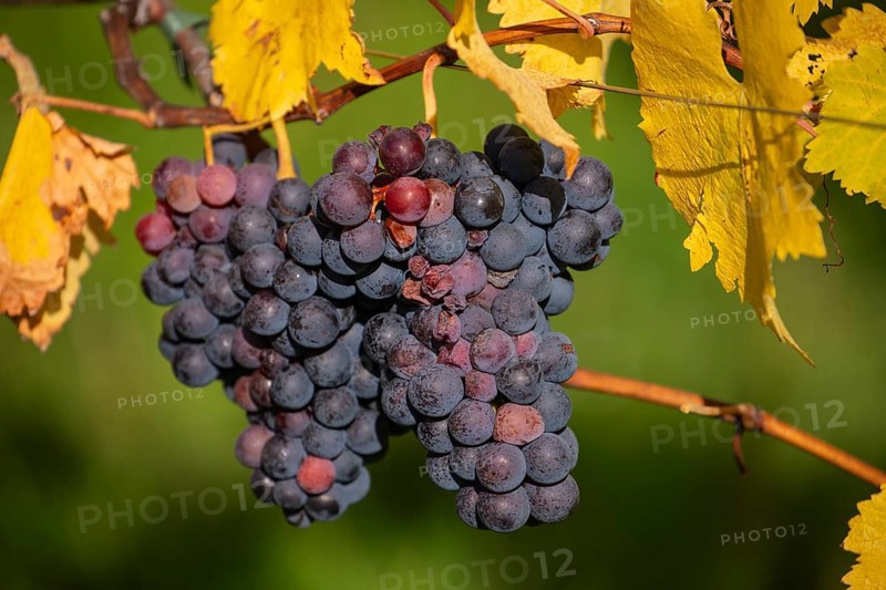 Ripe grapes in autumn vineyard on Kappelberg in Fellbach