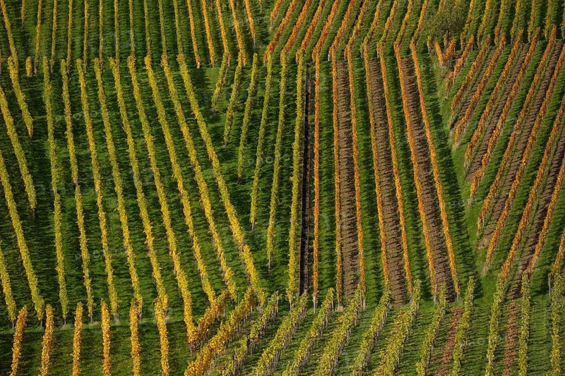 Wine lines in autumn on the wine trail on Kappelberg near Fellbach, Stuttgart