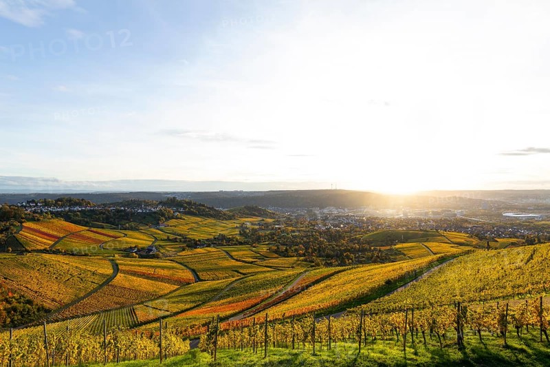 Vineyards on the Kappelberg in Fellbach in the golden light of sunset with views of Stuttgart and Rotenberg in autumn colors