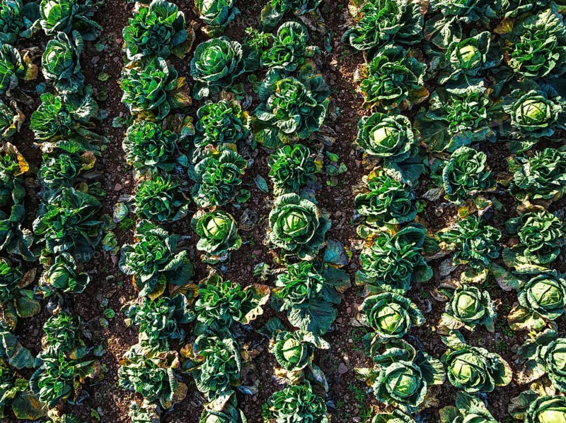 Top down view of red and green cabbage field from a drone, Devon, England, United Kingdom