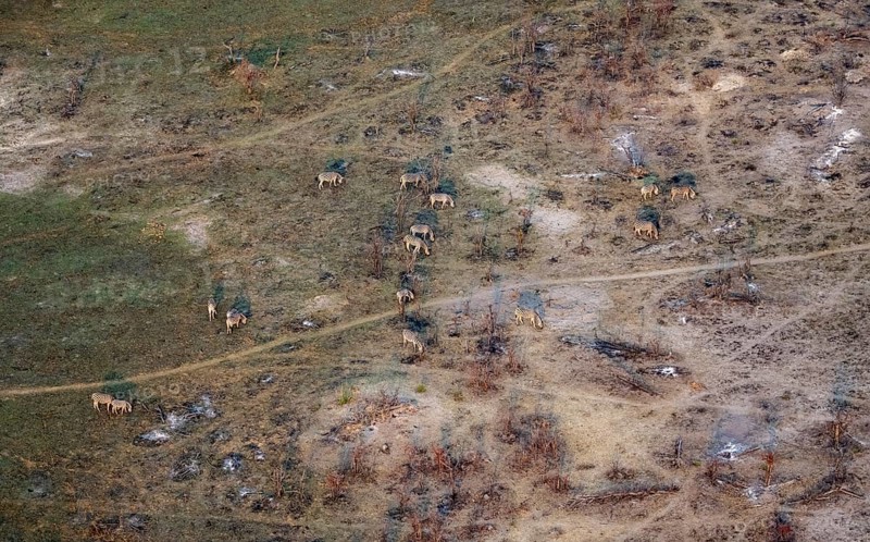 Herd of steppe zebras (Equus quagga), aerial view, Okavango Delta, Botswana
