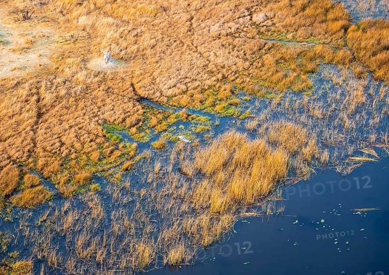 Goliath heron (Ardea goliath) flying over marshland along a river, marshland and shore with termite hill, aerial view, Okavango Delta, Botswana