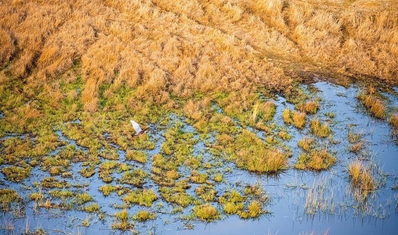 Goliath heron (Ardea goliath) flying over marshland along a river, marshland, aerial view, Okavango Delta, Botswana