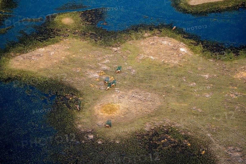 Striped gnu (Connochaetes taurinus), flock on the riverbank, river landscape, aerial view, Okavango Delta, Botswana