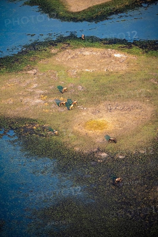 Striped gnu (Connochaetes taurinus), flock on the riverbank, river landscape, aerial view, Okavango Delta, Botswana