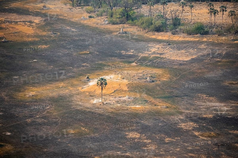Savanna landscape with burnt grass and palm tree, aerial view, Okavango Delta, Botswana