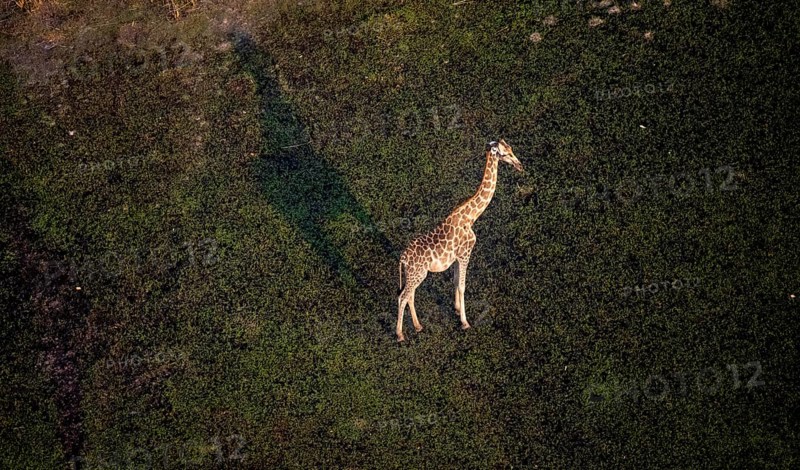 Cape giraffe (Giraffa giraffa giraffa), aerial view, Okavango Delta, Botswana