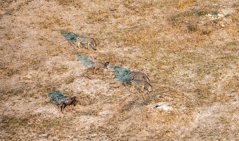 Steppe zebra (Equus quagga), savanna landscape, aerial view, Okavango Delta, Botswana