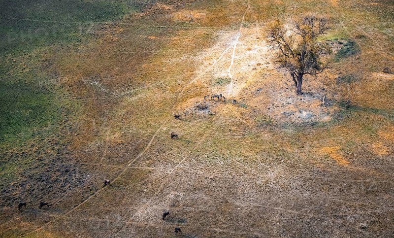 Steppe zebra (Equus quagga) and striped willow (Connochaetes taurinus), savanna landscape, aerial view, Okavango Delta, Botswana