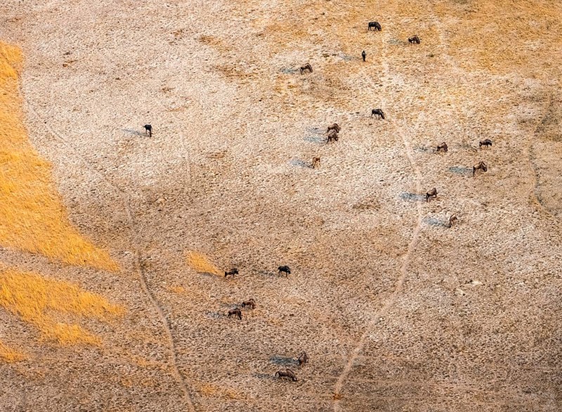 Striped willow (Connochaetes taurinus), savanna landscape, aerial view, Okavango Delta, Botswana