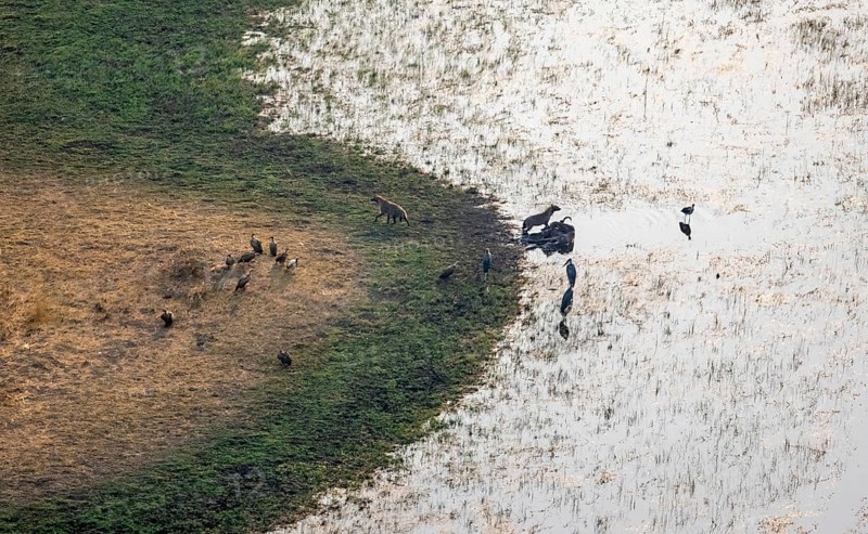 Vultures, maraboos (Leptoptilos crumeniferus) and spotted hyenas (Crocuta crocuta), hyenas feed on the carcass of a dead animal, on the riverbank, aerial view, Okavango Delta, Botswana