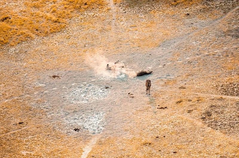 Steppe zebras (Equus quagga) rolling in dust, savanna landscape with yellow grass, aerial view, Okavango Delta, Botswana