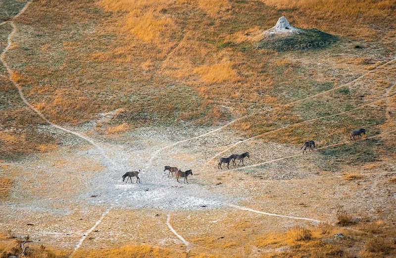Steppe zebras (Equus quagga), savanna landscape with yellow grass and termite hills, aerial view, Okavango Delta, Botswana