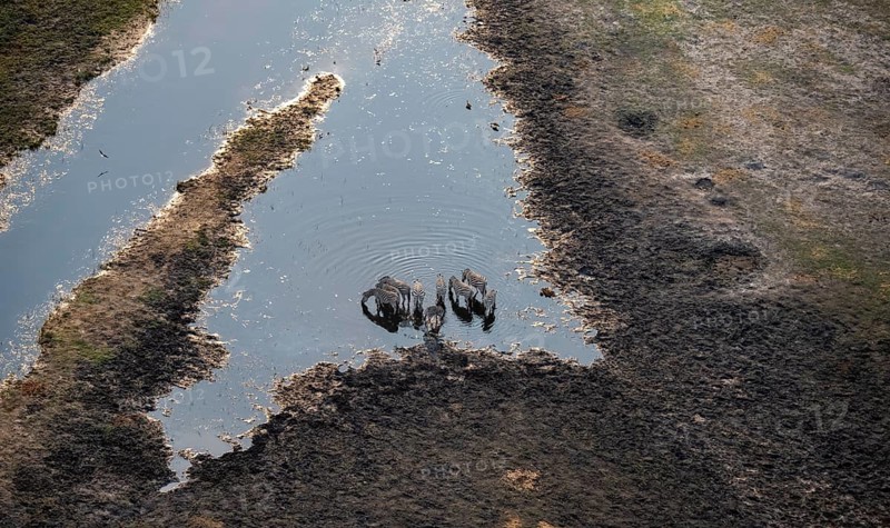 Steppe zebras (Equus quagga) drinking by the river, aerial view, Okavango Delta, Botswana