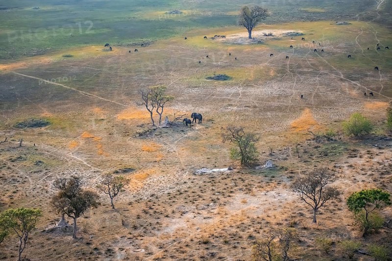 Two African elephants (Loxodonta africana) and a flock of striped geese (Connochaetes taurinus) in savanna landscape with termite hill, aerial view, Okavango Delta, Botswana