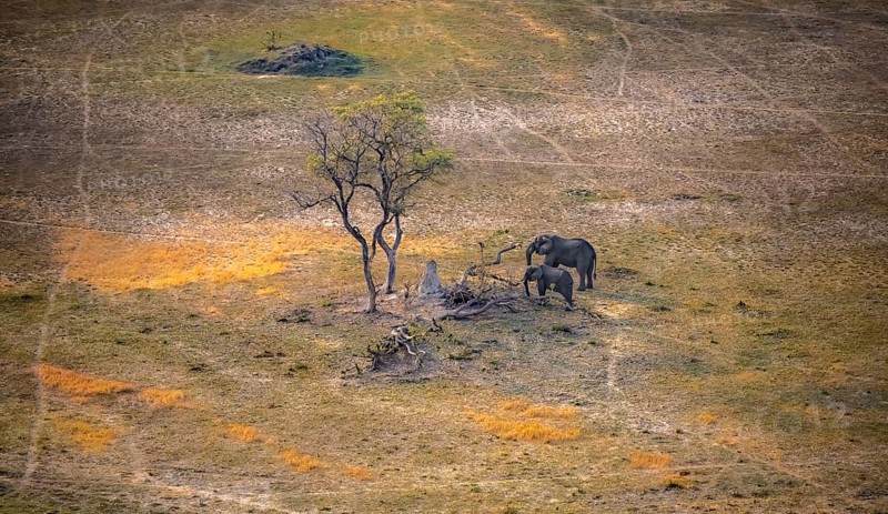 Two African elephants (Loxodonta africana) in savanna landscape with termite hill, aerial view, Okavango Delta, Botswana