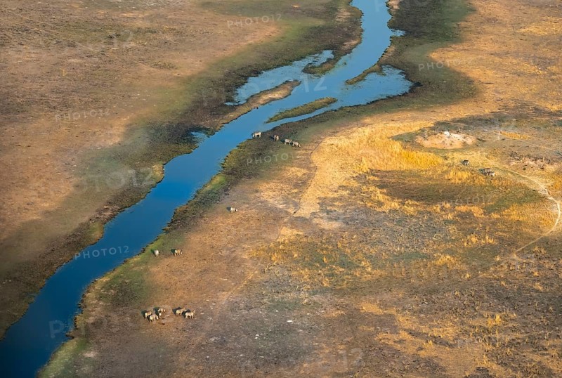 River landscape in savanna with steppe zebras (Equus quagga), aerial view, Okavango Delta, Botswana