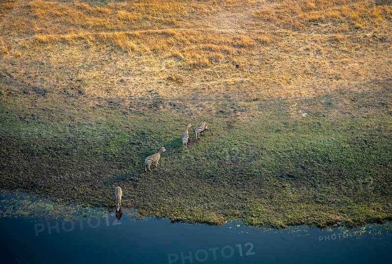 Steppe zebras (Equus quagga) drinking by the river, aerial view, Okavango Delta, Botswana