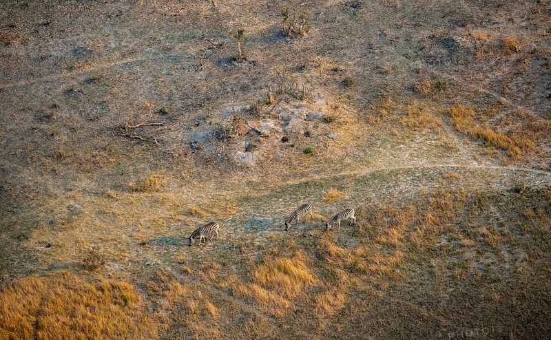 Steppe zebras (Equus quagga), in the savanna, aerial view, Okavango Delta, Botswana