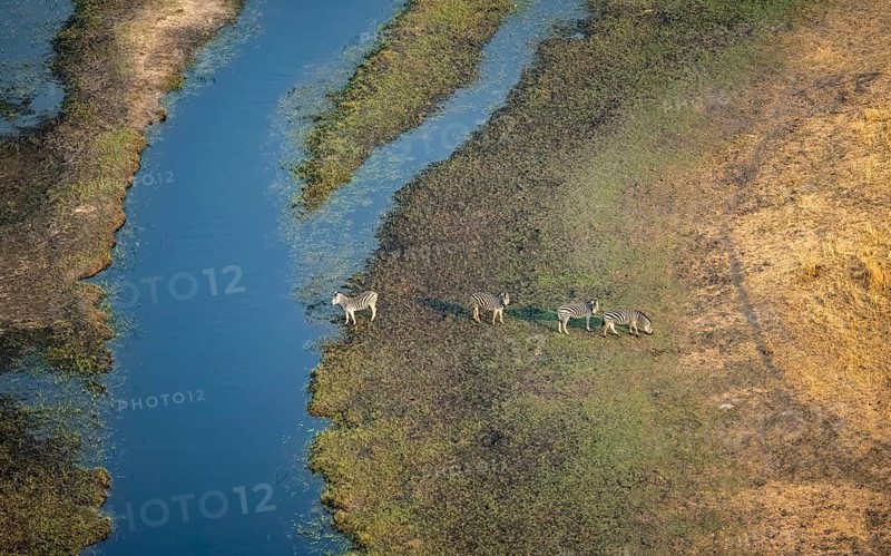 Steppe zebras (Equus quagga), on the river, aerial view, Okavango Delta, Botswana