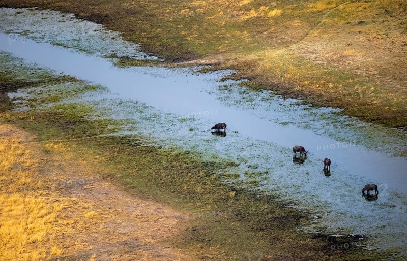 Kaffir buffalo (Syncerus caffer caffer), four buffaloes in the river, aerial view, Okavango Delta, Botswana