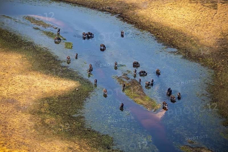 Kaffir buffalo (Syncerus caffer caffer), flock in river, aerial view, Okavango Delta, Botswana