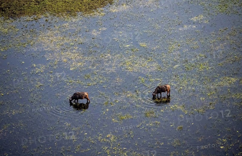 Kaffir buffalo (Syncerus caffer caffer), two animals in the river, aerial view, Okavango Delta, Botswana