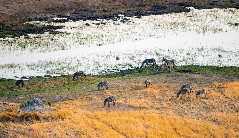 Steppe zebras (Equus quagga), riverbank, aerial view, Okavango Delta, Botswana