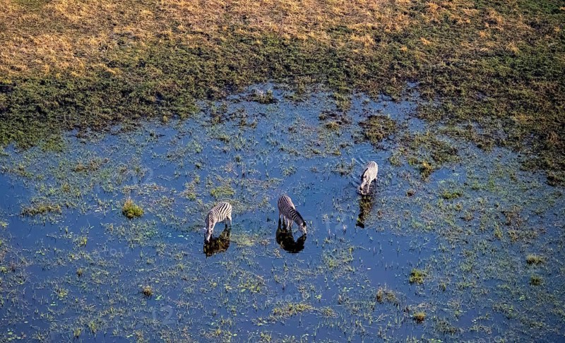Three steppe zebras (Equus quagga) drinking by the river, aerial view, Okavango Delta, Botswana