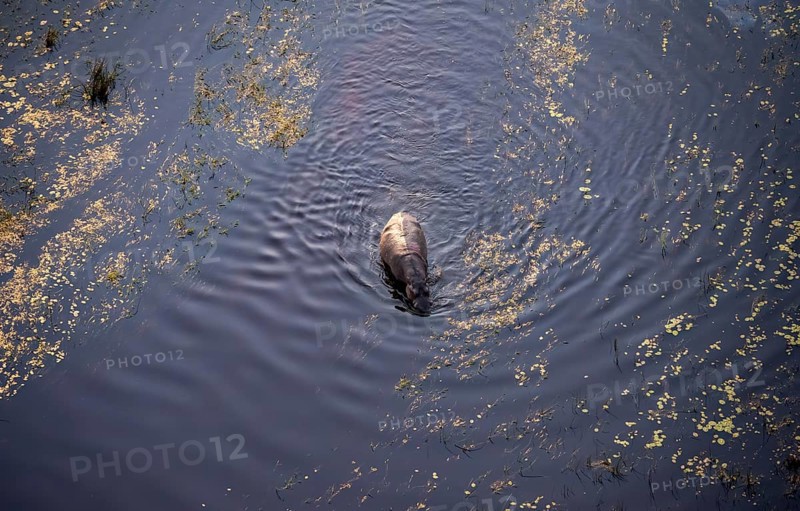 Single hippopatamus (Hippopatamus amphibius) in water, aerial view, Okavango Delta, Botswana