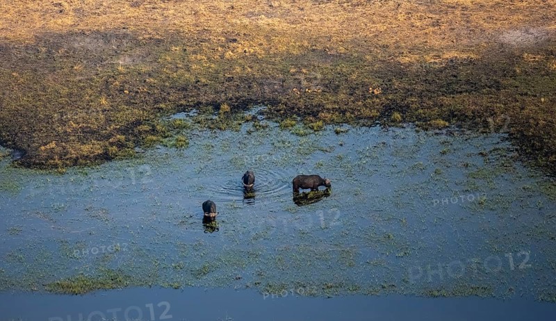 Kaffir buffalo (Syncerus caffer caffer), three buffaloes in the river, aerial view, Okavango Delta, Botswana