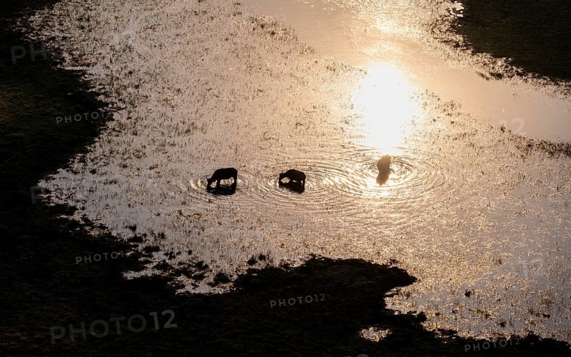 Kaffir buffalo (Syncerus caffer caffer), three animals in the river, in backlight, aerial view, Okavango Delta, Botswana