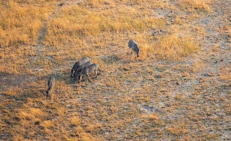 Steppe zebra (Equus quagga), savanna, aerial view, Okavango Delta, Botswana