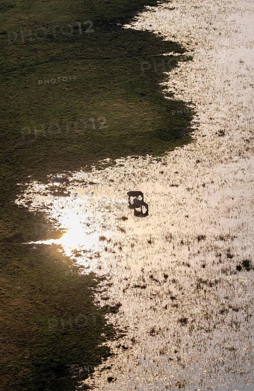 Two steppe zebras (Equus quagga) drinking by the river, aerial view, Okavango Delta, Botswana
