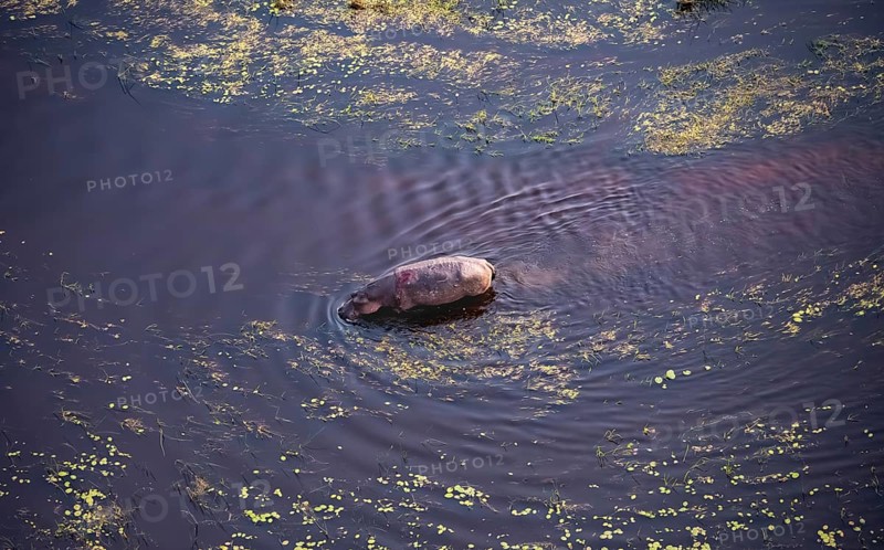Single hippopatamus (Hippopatamus amphibius) with back injury in water, aerial view, Okavango Delta, Botswana