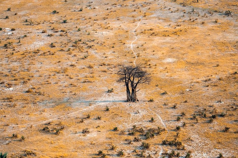 Savanna landscape with African baobab (Adansonia digitata) and yellow grass, aerial view, Okavango Delta, Botswana