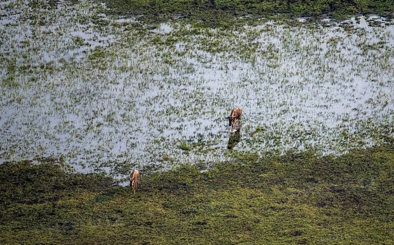 Blue wildebeest (Connochaetes taurinus), two wildebeests crossing river, aerial view, Okavango Delta, Botswana