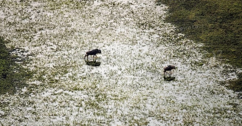 Striped goose (Connochaetes taurinus), two animals crossing river, aerial view, Okavango Delta, Botswana