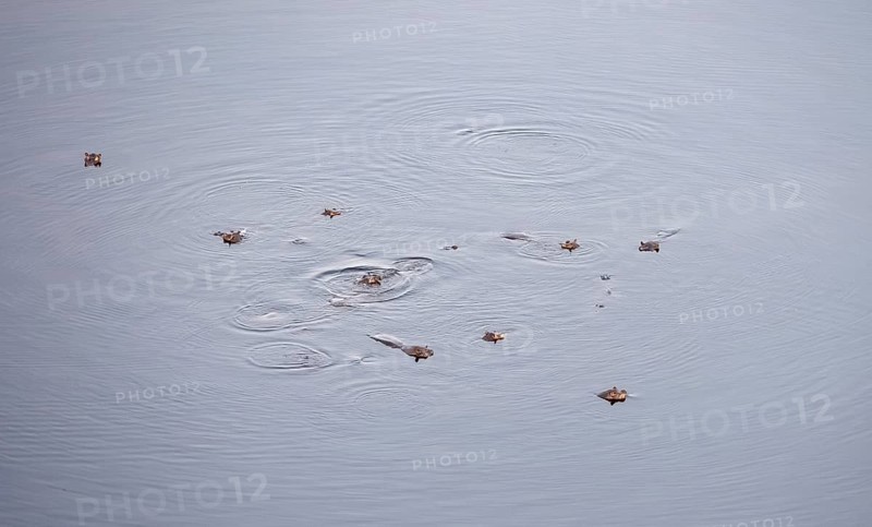 Hippos (Hippopatamus amphibius), group in water, aerial view, Okavango Delta, Botswana