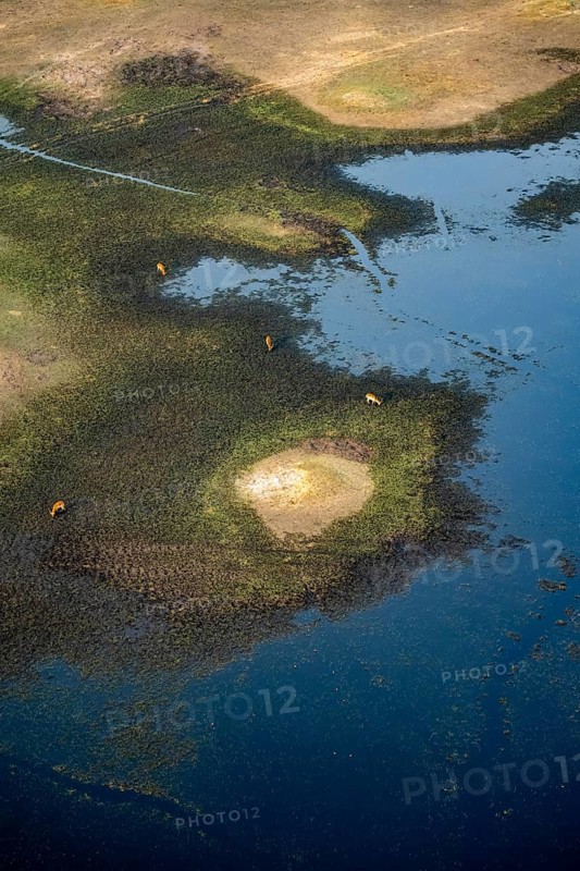 River landscape and small flock of letschwe (Kobus leche), litchi bog antelope, on the riverbank, aerial view, Okavango Delta, Botswana