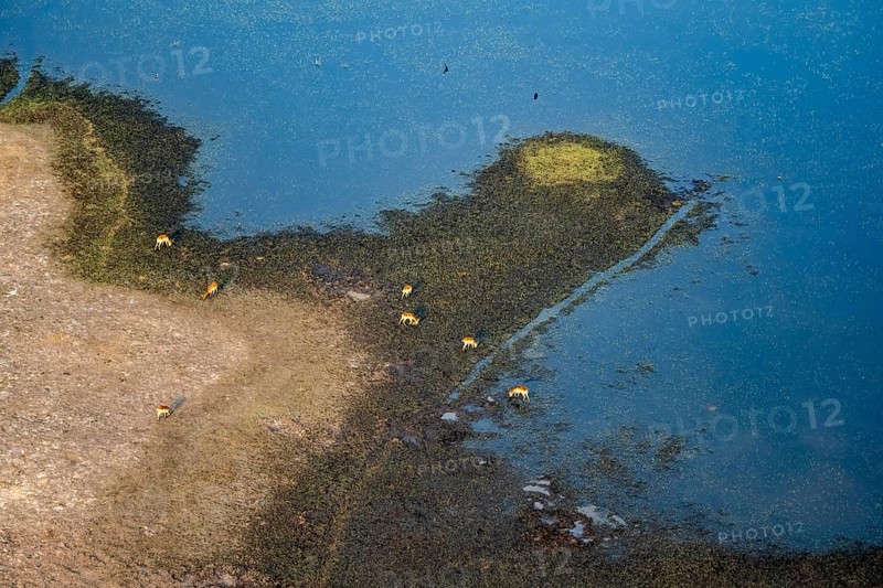 Herd of letschwe (Kobus leche), lychee bog antelope, riverbank, river landscape, aerial view, Okavango Delta, Botswana