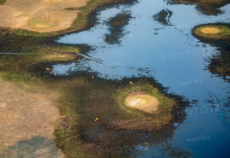 River landscape and small flock of letschwe (Kobus leche), litchi bog antelope, on the riverbank, aerial view, Okavango Delta, Botswana