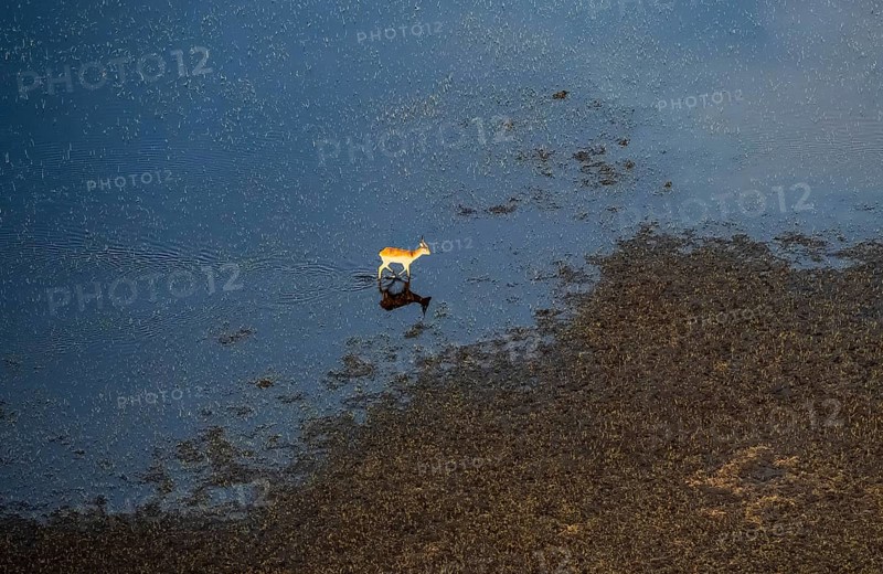 Letschwe (Kobus leche), lychee moor antelope, in water, by the river, aerial view, Okavango Delta, Botswana