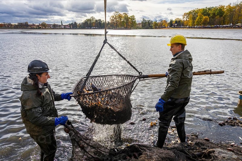 Fish and forest festival. Marieluise Greitner and Kevin Kreutz from Teichwirtschaft Moritzburg operate the landing net while fishing the Moritzburg Castle Pond, Moritzburg, Saxony, Germany