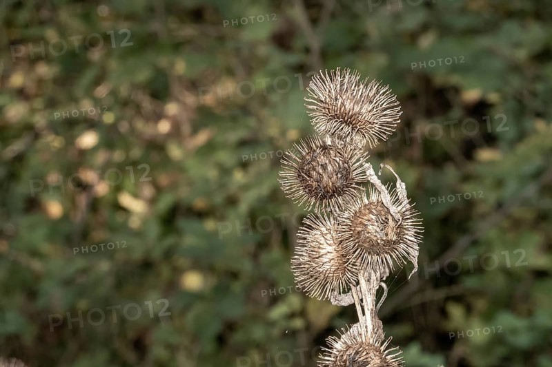 Borken, NRW, Germany, RDried burdock seed heads remaining on a plant in autumn, ready for dispersal