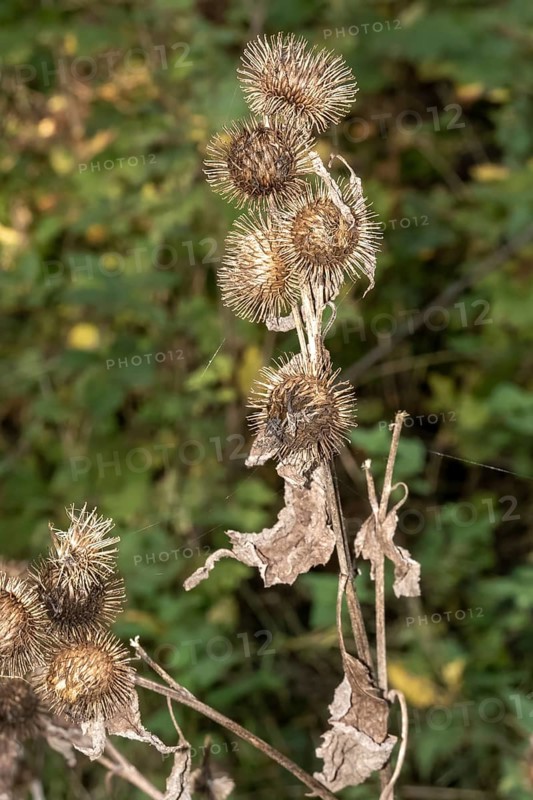 Borken, NRW, Germany, RDry burdock seed heads clinging to a plant stem in a forest setting