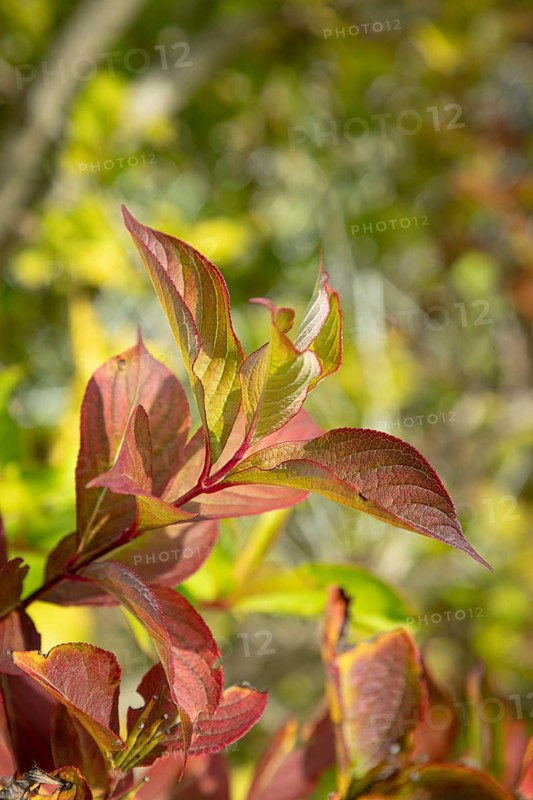 Red and green leaves in sunshine that give a lively, autumnal impression, Ternitz, Lower Austria, Austria