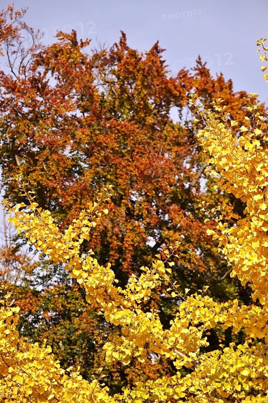 Ginkgo in autumn, October, Germany