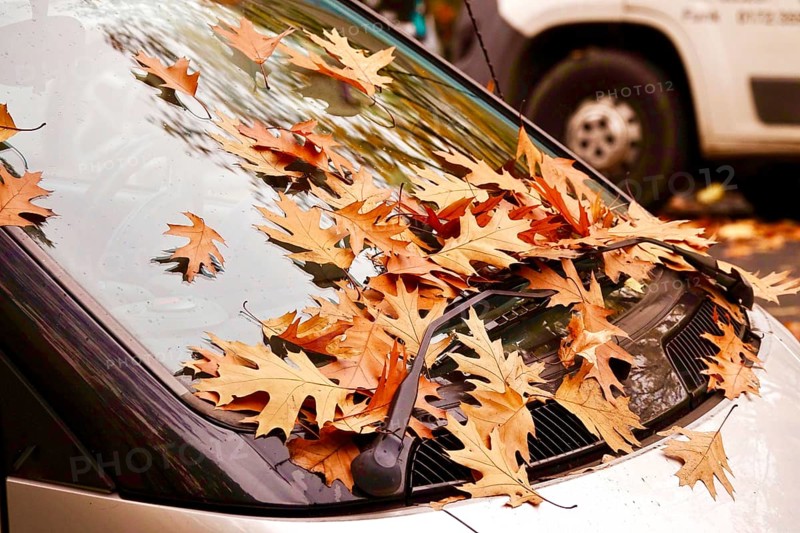 Windshield of a car with autumn leaves, October, Germany