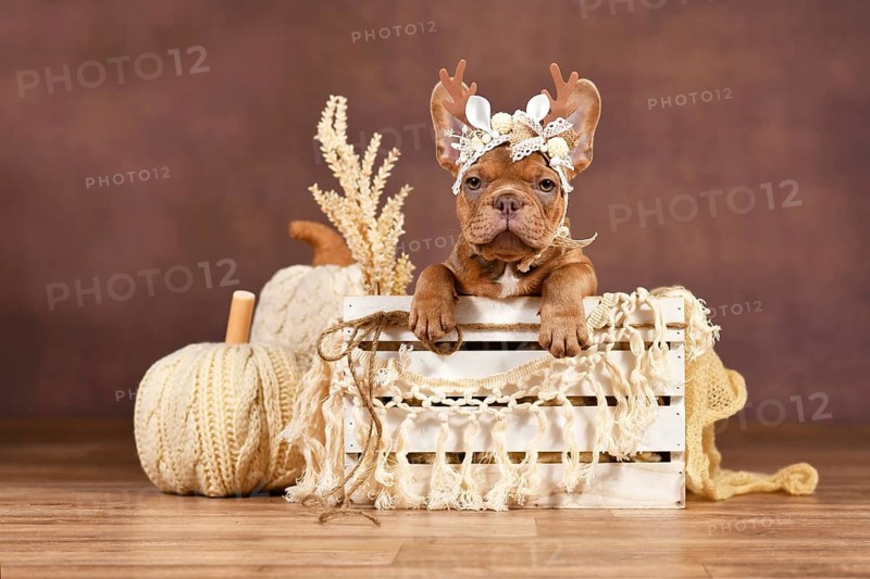 French Bulldog puppy with reindeer antlers in box in front of brown background with boho style decoration